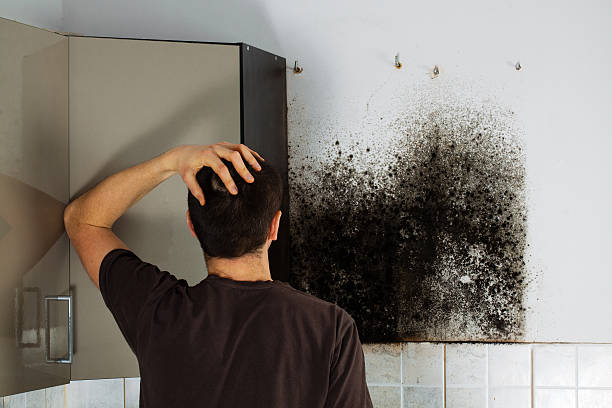 Best Mold Testing and Removal  in Trinity, NC